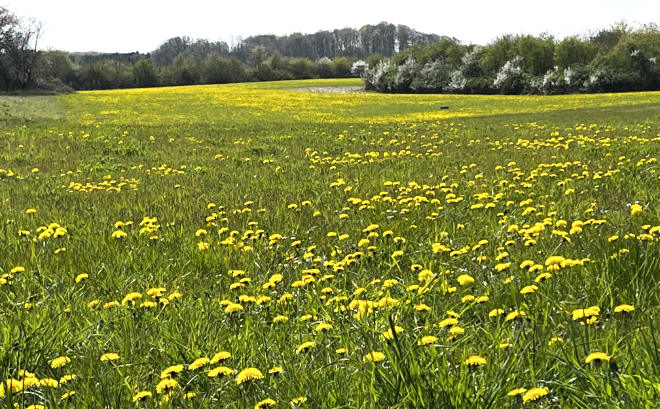 En mark gul af mælkebøtter