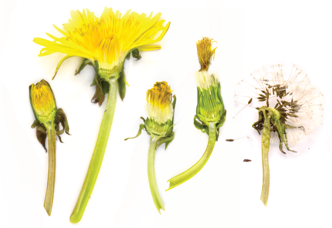 Mælkebøtter med faldskærmsfrø